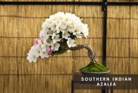 5 Japanese Indoor Plants That Will Bring a Sense of Calm | Livingetc 5 Japanese Indoor Plants That Will Bring a Sense of Calm | Livingetc