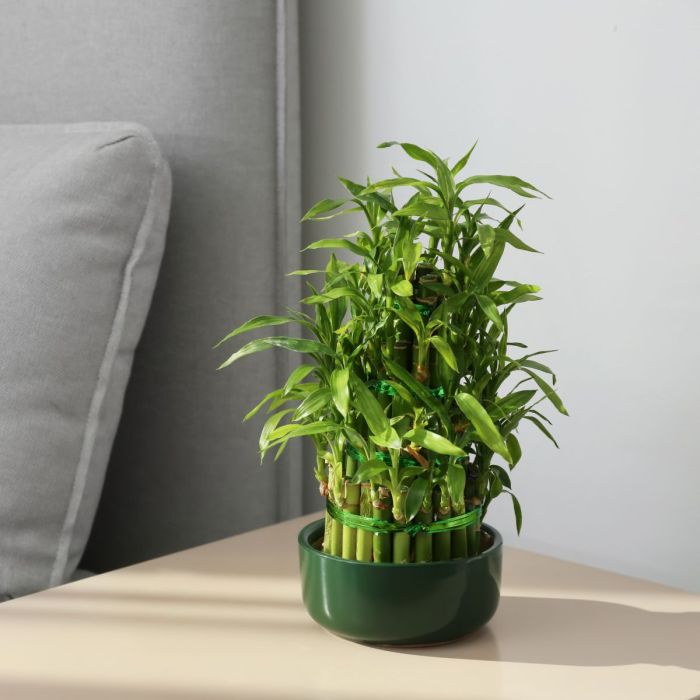 11+ japanese plants indoor - JasmeenRehaan 11+ japanese plants indoor - JasmeenRehaan